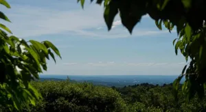 Image of les cerisiers de stella
