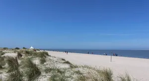 Image of Nordseegras