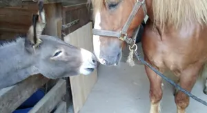 Image of Gite du Petit Pont