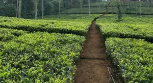 Image of Vythiri Stream View