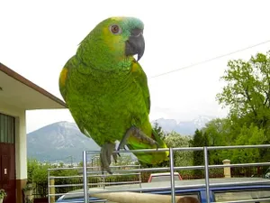 Image of Le Paon Bleu Annecy Poisy