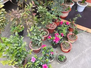 Image of WENJIANG GUOTAI HOTEL