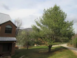 Image of Attitash Woods Escape