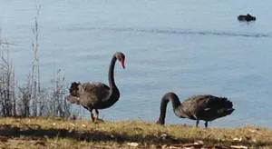 Image of Swan Cove Beachfront
