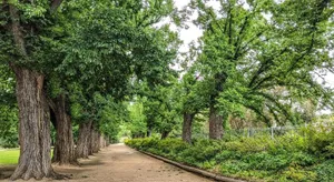 Image of The Botanical 201