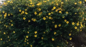 Image of The Cherries Houehdeu