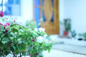 Image of Moodhu Surf House
