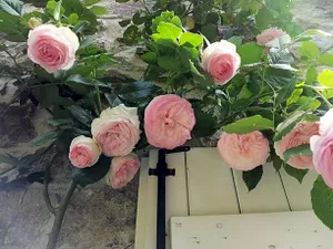 Image of B&B Maison Coralie