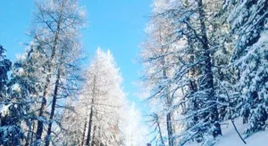 Image of Chalet Le Trient