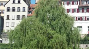 Image of Ferienwohnung mit kleinem Garten