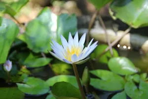 Image of Mahaweli Shades