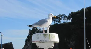 Image of Cap Morgat