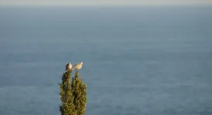 Image of Appartamento vista mare