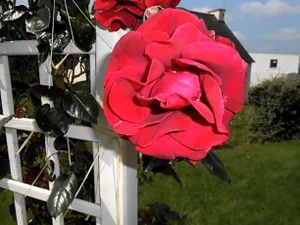 Image of La Roseraie