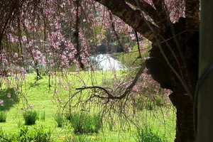 Image of Birdwing Bed & Breakfast