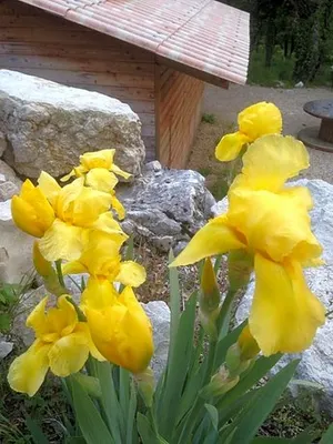 Image of Lodge du Berlandou