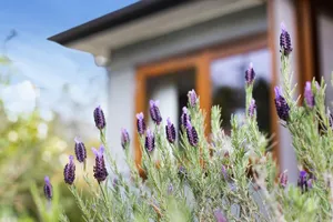 Image of Denmark Cottage