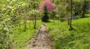 Image of les orchidees sauvages