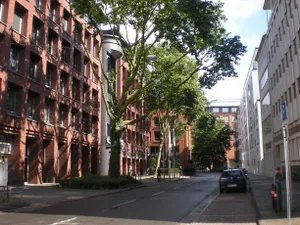 Image of Die Birke