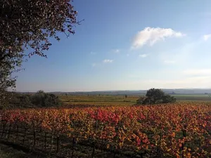 Image of Weingut Wagner