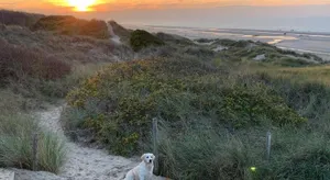 Image of De Haan - Apartment Silverbeach