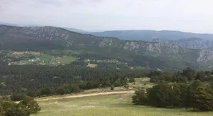 Image of Le Cytise