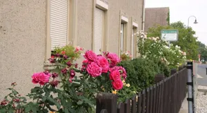 Image of Zum Alten König