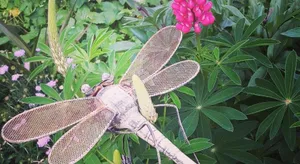 Image of Dragonflycottagebnb