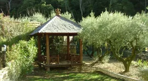 Image of le frangipanier