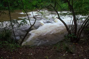 Image of Bower 63