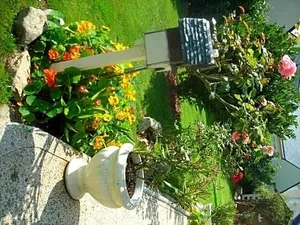 Image of Les Hydrangeas