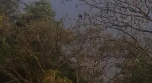 Image of Wayanad Snow Vibes