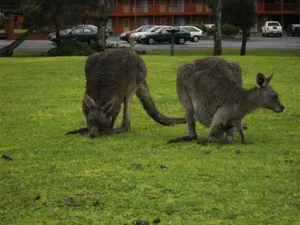 Image of Halls Gap Motel