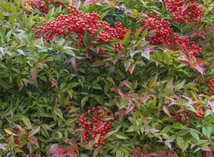 Image of Stayspro - Venice Beach Luxury Apartments