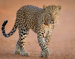 Image of Yala Shenu Safari Tourist Inn