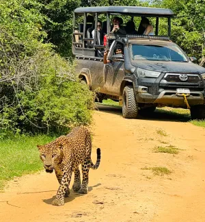 Image of La Safari Inn Tissamaharama