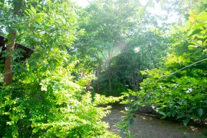 Image of Forest Villa Nature Resort