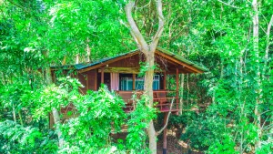 Image of Jungle Host Hostel And Tree House