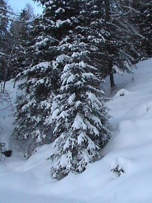 Image of Gasthof Leiter´s Hoamatl
