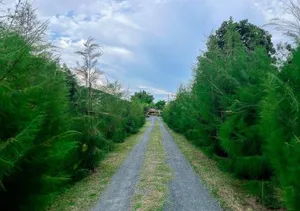 Image of North Pine Forest Homestay บ้านไม้สนโฮมสเตย์