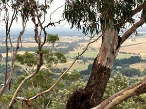 Image of Miners Cottage lancefield