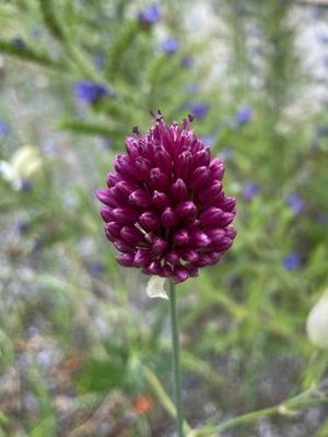 Image of Ferienwohnung Allium