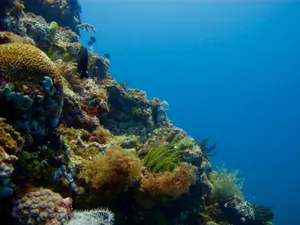 Image of ChaWet Beach and corals, Mabini Batangas