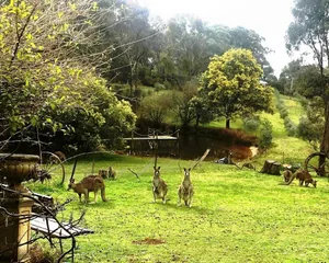 Image of Countryside Retreat romantic tranquil native wildlife township Hepburn - Daylesford
