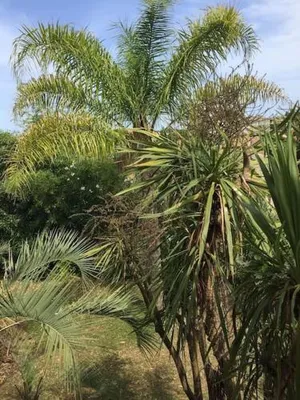 Image of Mare è Monte , jardin méditerranéen et exotique.