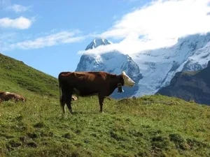 Image of Your home in Mürren near the ski slopes and hiking trails