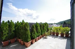 Image of Luxury-Apartment Alexandra