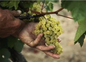 Image of Le Fréginat - Mauzac