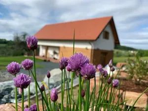 Image of Das Weinstöckl