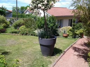 Image of Érable Pourpre
